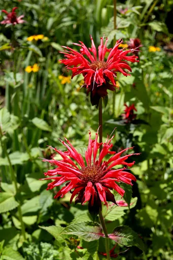 scarlet beebalm