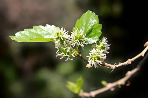 white mulberry