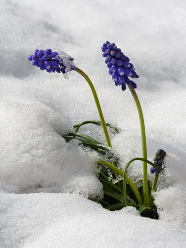 grape hyacinth