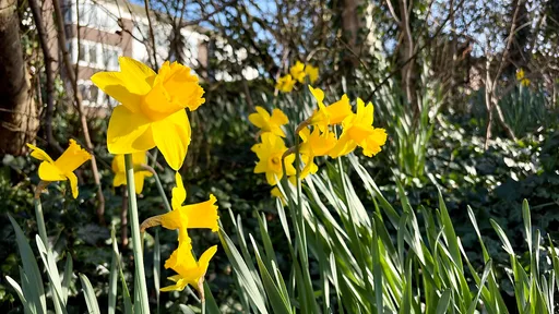 wild daffodil