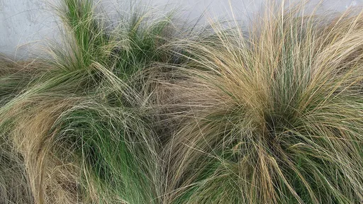 Argentine Needle-grass