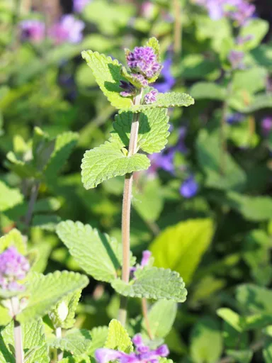 catmint