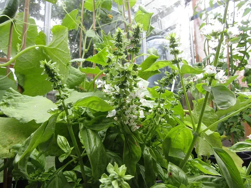 basil