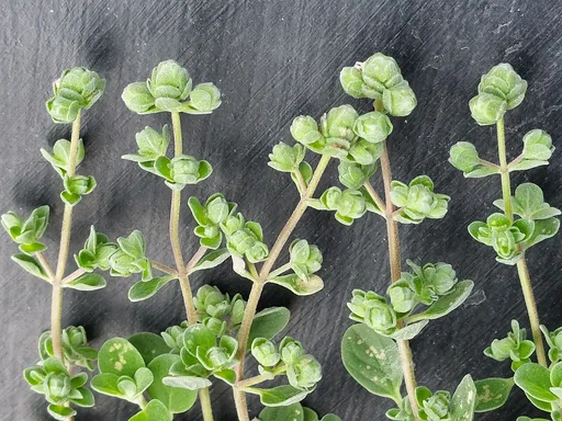 marjoram