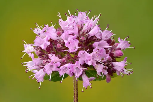 oregano