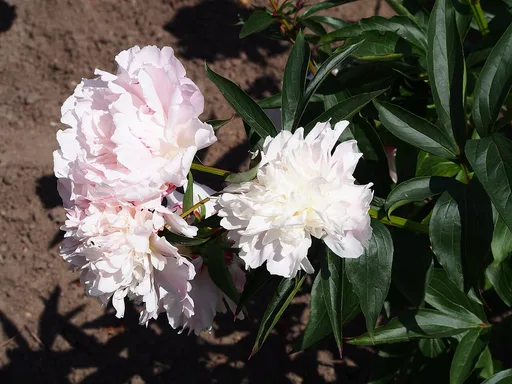 Chinese peony