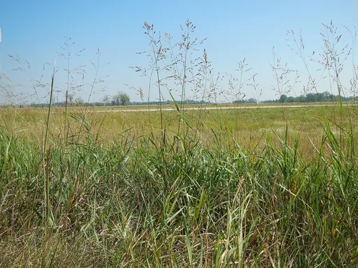 Blackwell Switch Grass