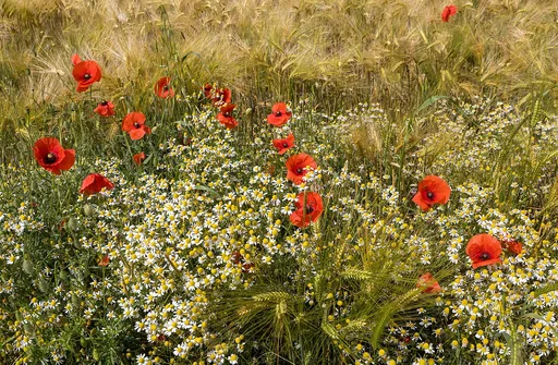 Common Poppy
