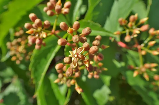 Virginia creeper
