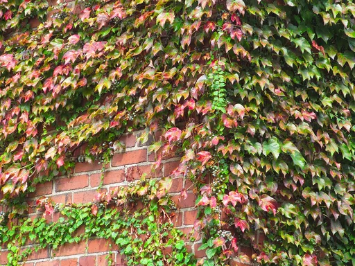Boston ivy
