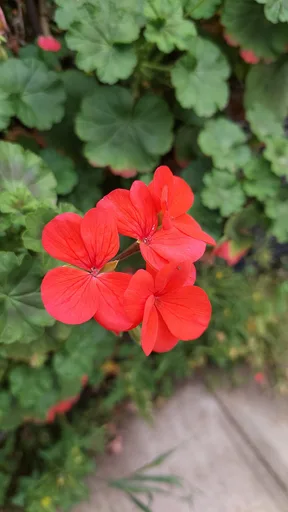 Zonal geranium