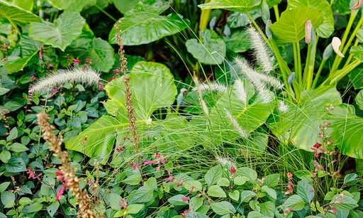fountain grass