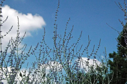 Russian sage