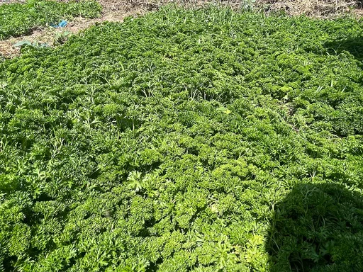 parsley