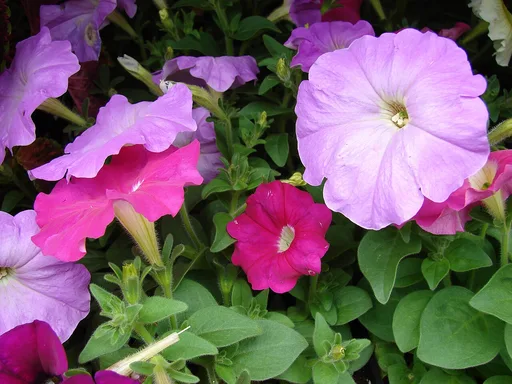 Petunia x atkinsiana