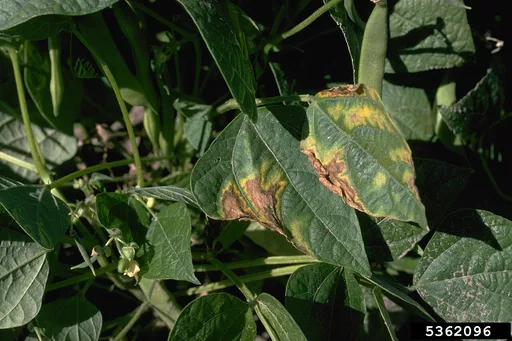 common bean