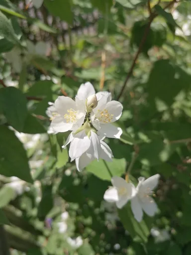 sweet mock orange