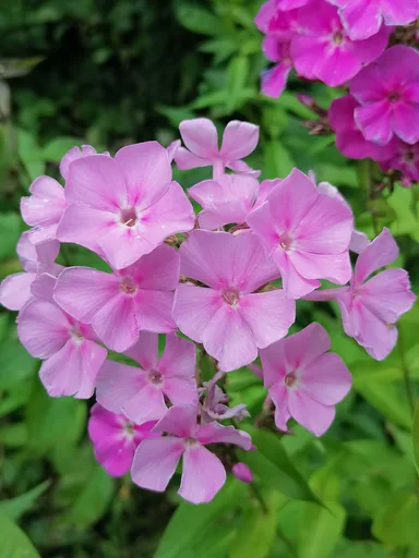 fall phlox