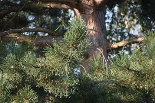 Austrian pine