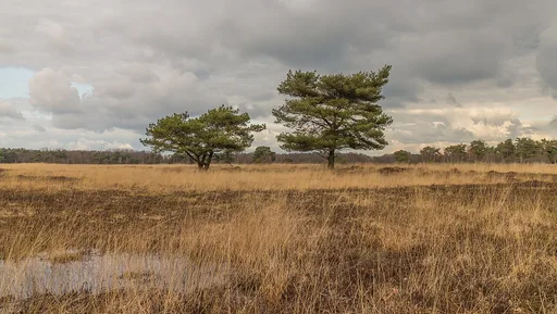 Scots pine