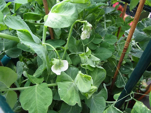 pea