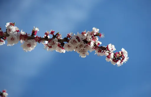 apricot
