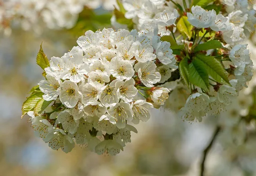 wild cherry