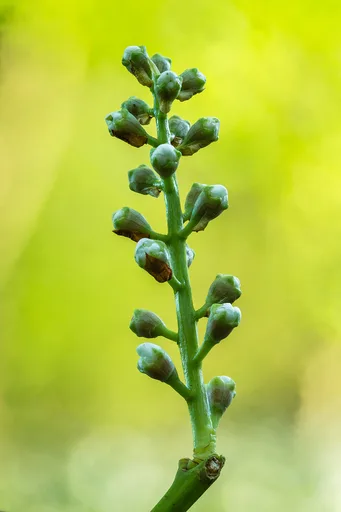 cherry laurel
