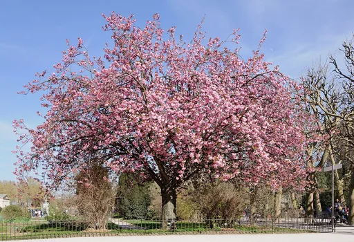 Japanese flowering cherry
