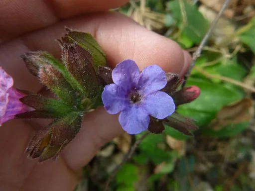 common lungwort