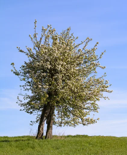 common pear