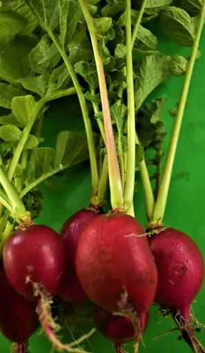 radish