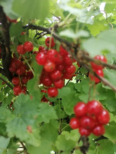 redcurrant