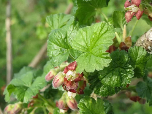 gooseberry