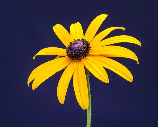 orange coneflower