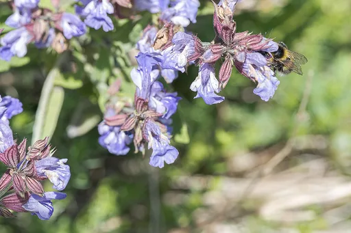 common sage