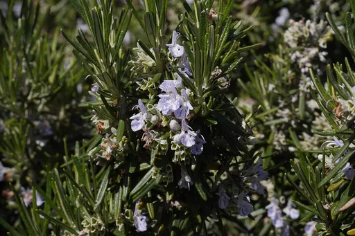 rosemary
