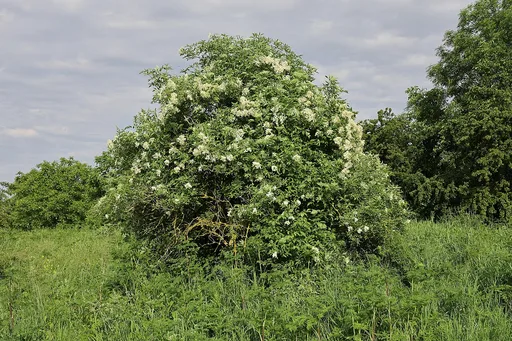 elder
