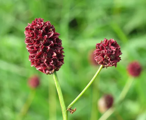 Great Burnet