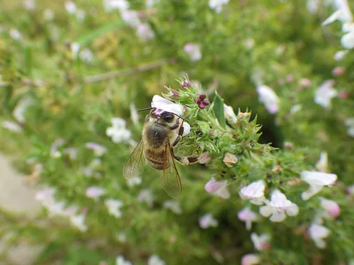 summer savory
