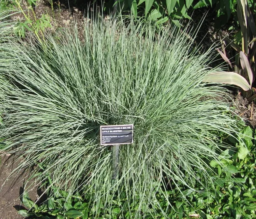 Little Bluestem