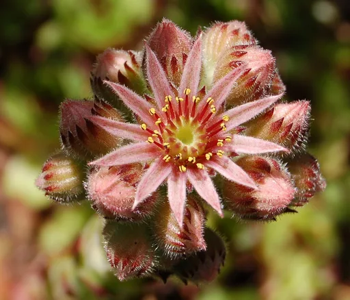 common houseleek