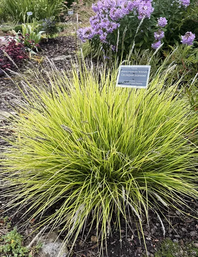 Autumn Moor Grass