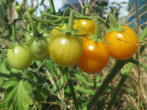 tomato