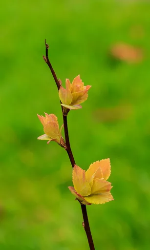 Japanese spirea