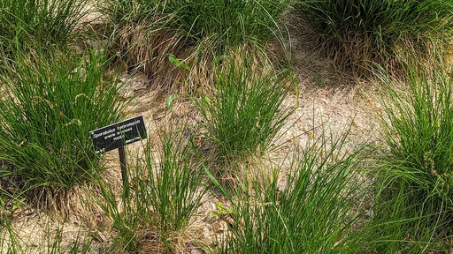 northern dropseed