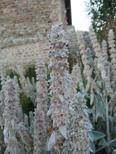 woolly hedgenettle