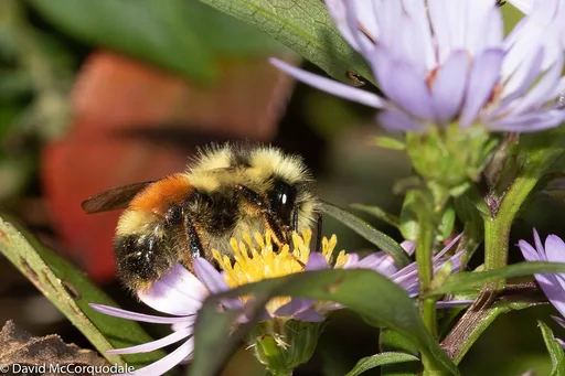 New York aster