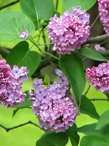 common lilac