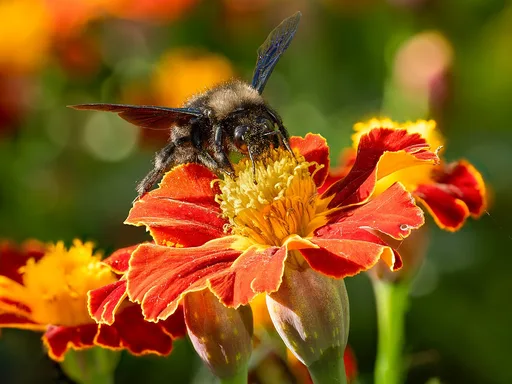 African Marigold